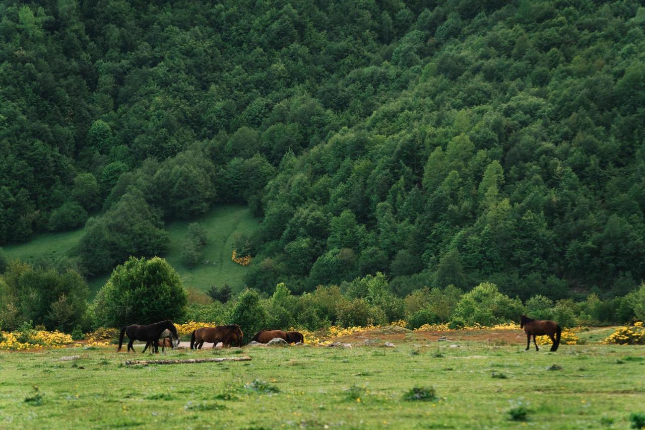 Panorama Ushba Otel Mestia Dış mekan fotoğraf
